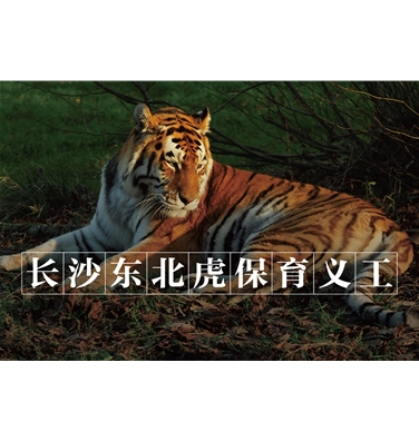 长沙东北虎保育义工